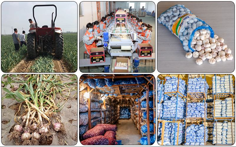 Ķiploku rūpnīca sajaukta 1