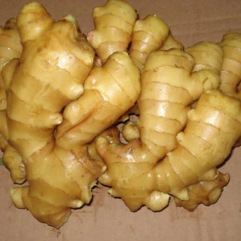 Kartona iepakojums Fresh Ginger